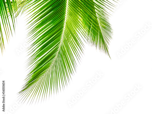 Coconut leaves. © Donjiy