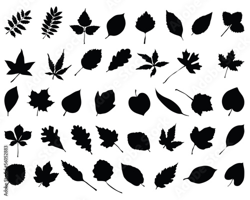 Silhouettes of foliage, vector