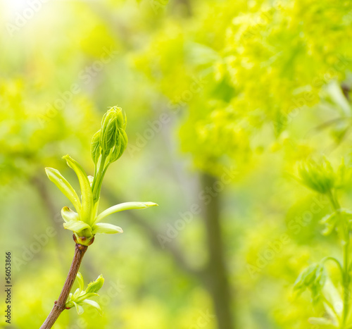Green buds of a maple in the spring
