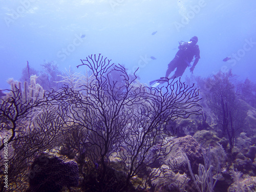 Fototapeta Diver over Coral