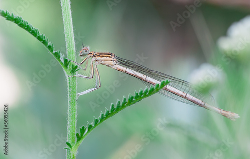 Wallpaper Mural Platycnemis pennipes Torontodigital.ca
