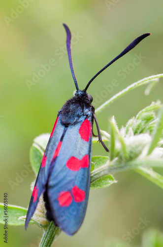 Zygaena filipendulae photo