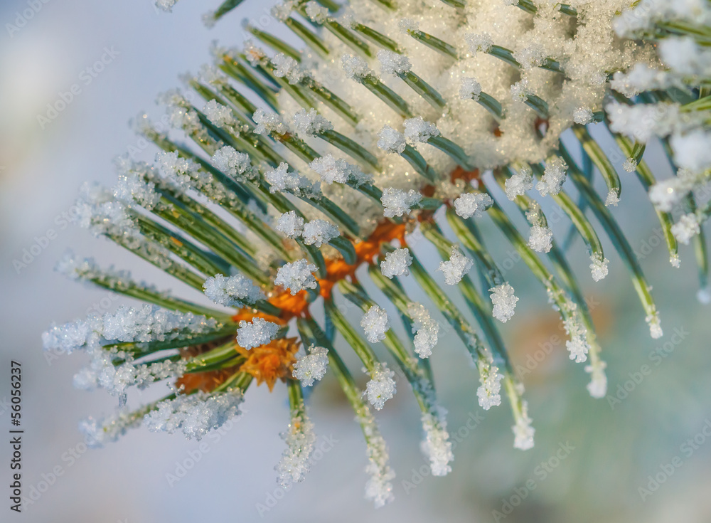 Obraz premium Pine tree in winter, detail