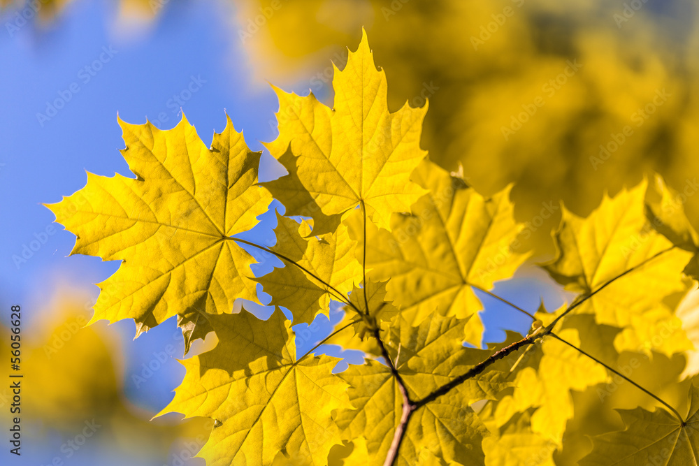 Bright colorful leaves on the branches used as background Bright colorful leaves on the branches used as background