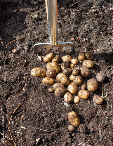 Wallpaper Mural freshly harvested potatoes Torontodigital.ca