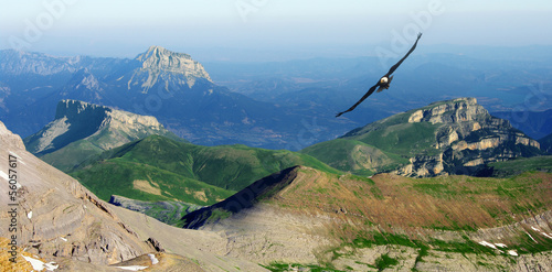 eagle flying in the Pyrenees