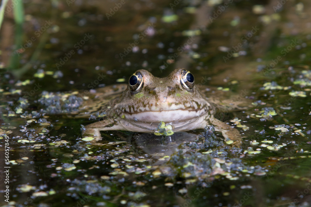 Obraz premium Marsh Frog