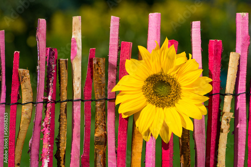 Fototapeta Naklejka Na Ścianę i Meble -  Sonnenblume am Gartenzaun