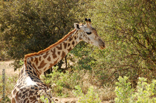 The freedom in the savanna - Tanzania - Africa