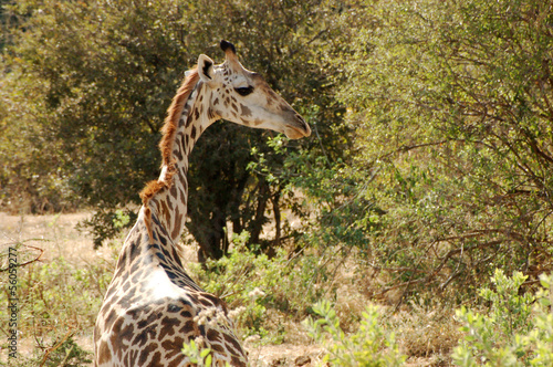 The freedom in the savanna - Tanzania - Africa