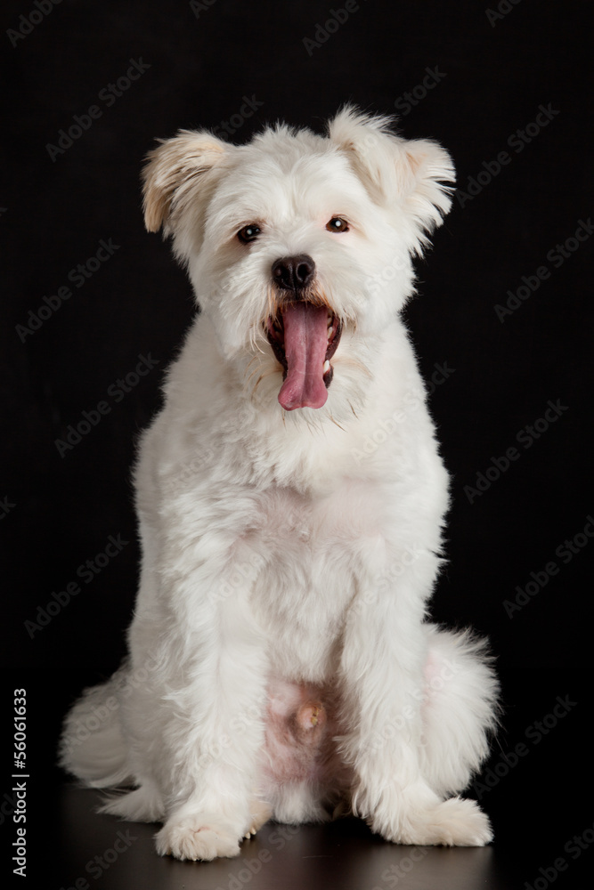 White dog on black background.