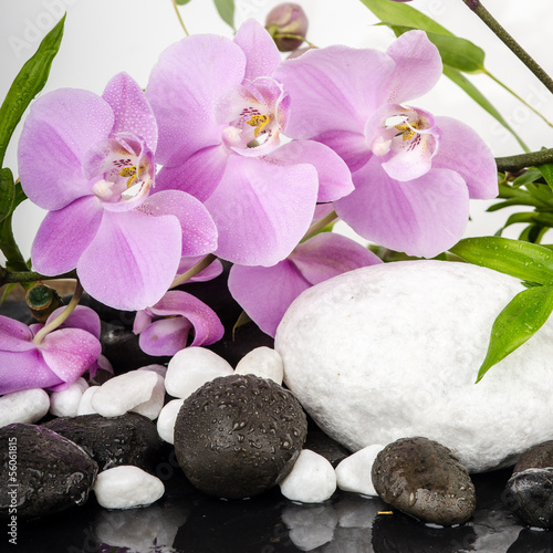 Wellness   Sch  nheit  Orchideen mit wei  en und schwarzen Steinen