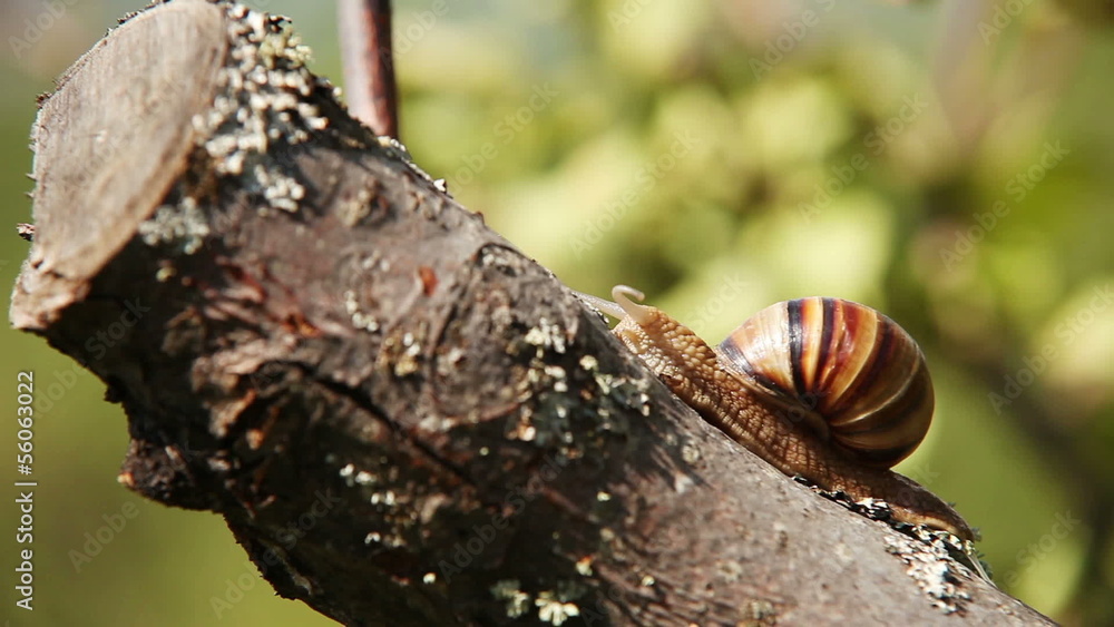 Snail climbs to the top of the branches Snail climbs to the top of the branches