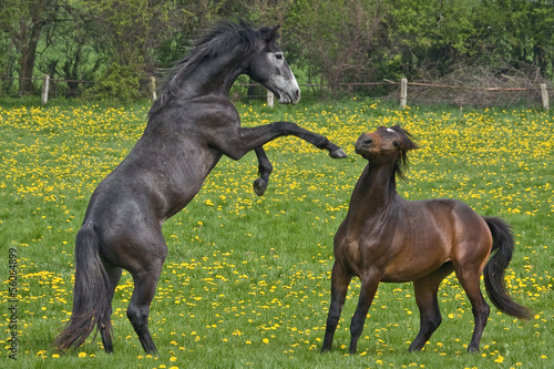 Fighting stallions