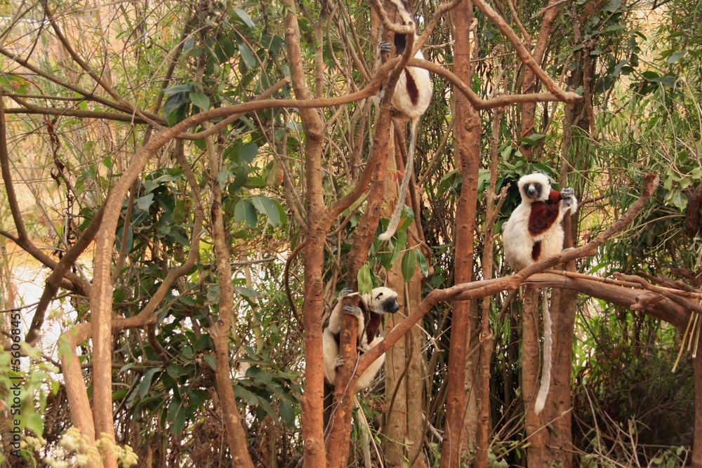 Obraz premium propithèques dans les arbres