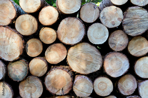 Pile of wood logs ready for winter