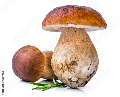 Fényképezés Porcini Mushroom with Rosemary