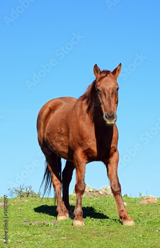 brown horse