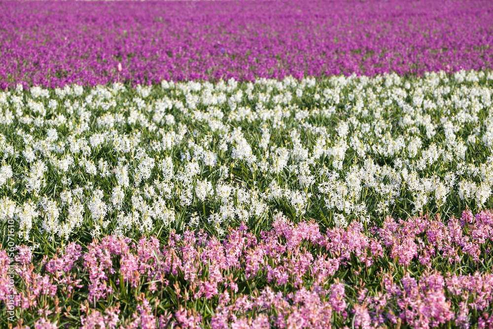 background of hyacinth flowers in spring background of hyacinth flowers in spring