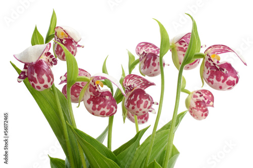 Flowers of the Spotted Lady's Slipper (Cypripedium guttatum) photo