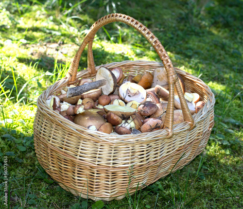 Basket of mushrooms in the forest in summer day