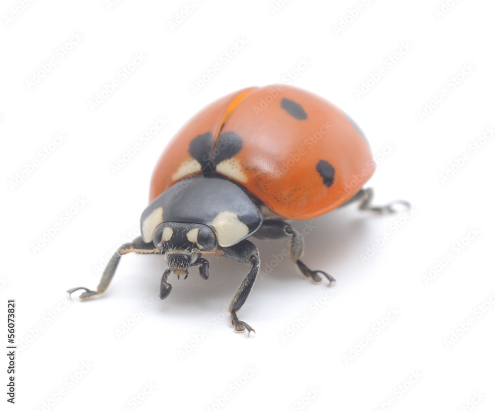 Fototapeta premium Ladybug