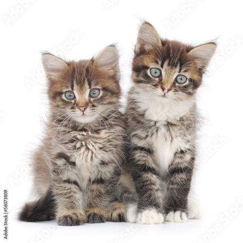 Two small kittens #56073809