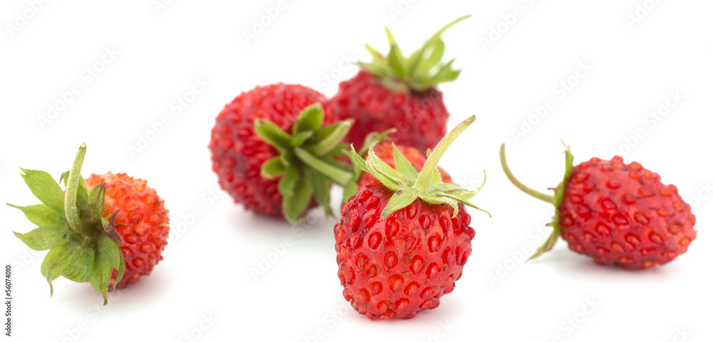Wild strawberry isolated on white background Wild strawberry isolated on white background