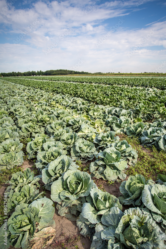Fototapeta premium Cabbage field