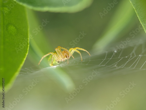 ARAIGNEE jaune photo