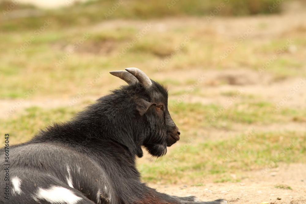 black goat relaxing