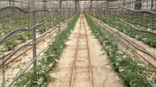 invernadero de tomates