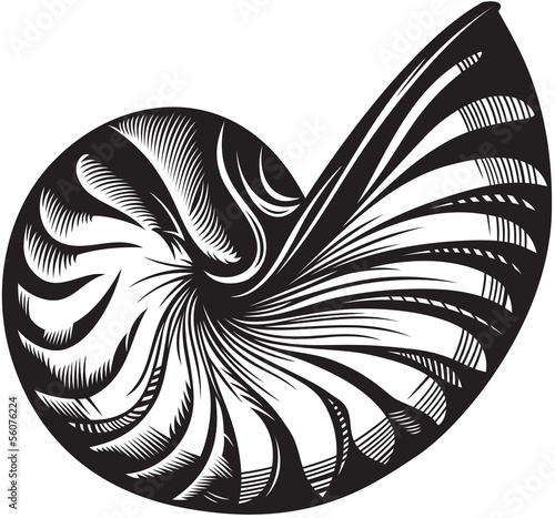 Sea shell. Black and white style