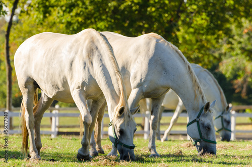 Fényképezés Lipizzan horses