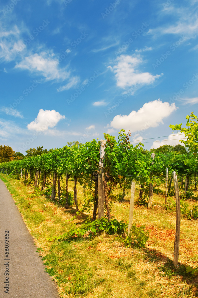 vineyards in the Vienna