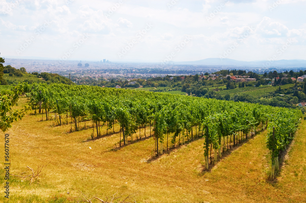 vineyards in the Vienna Woods