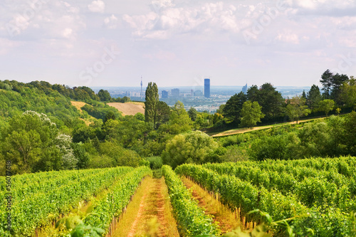 Viennese wine yard