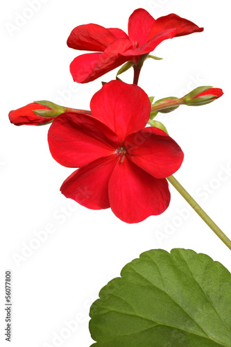 Blossoming red geranium