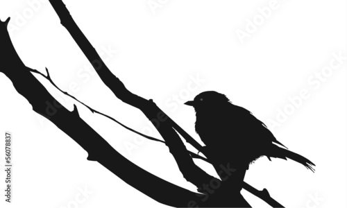 bird