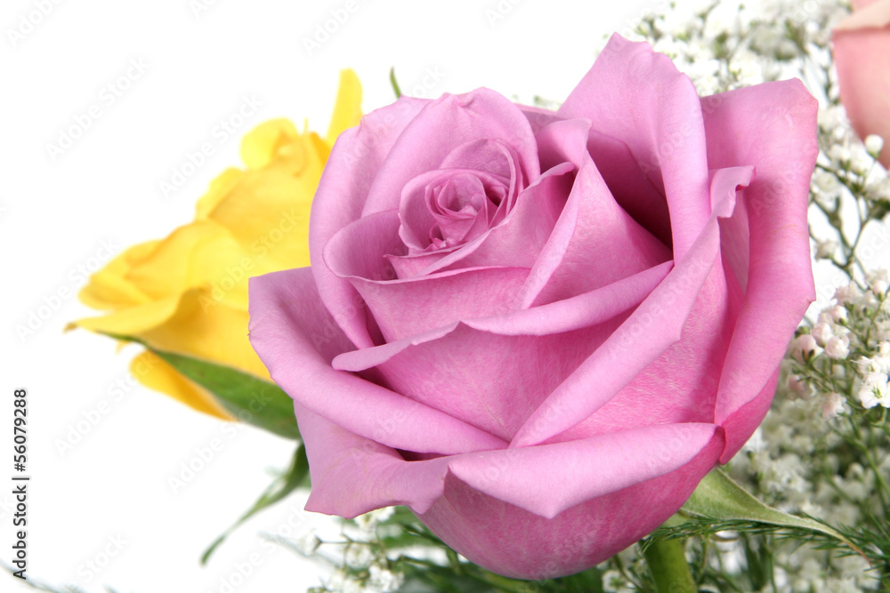 Naklejka premium Pink Rose