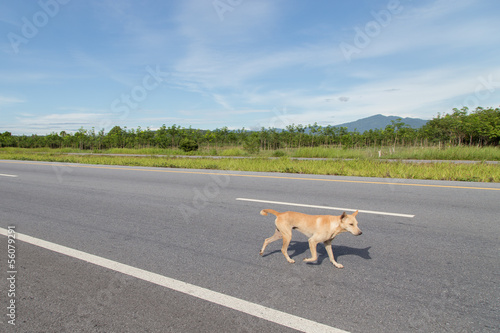 walking dog on the road