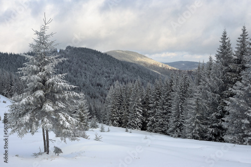 Winter landscape in the Carpathian mountains