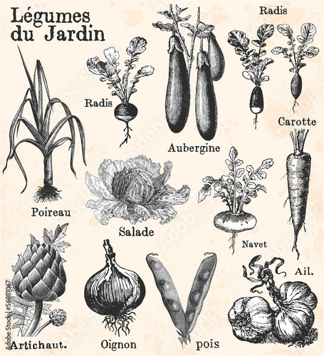 Kitchen garden