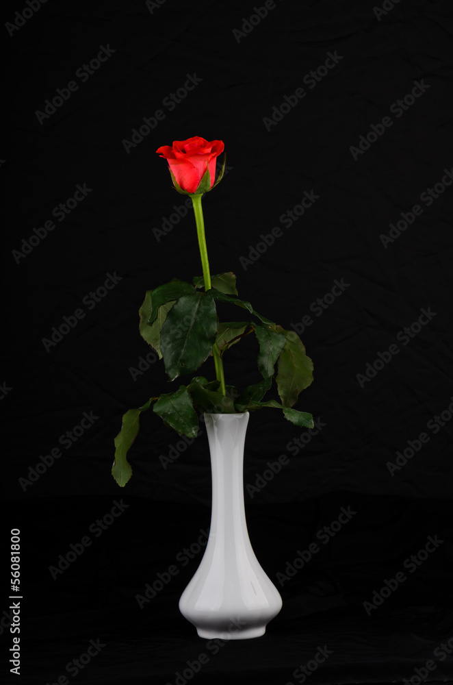Live rose on a black background in a white vase