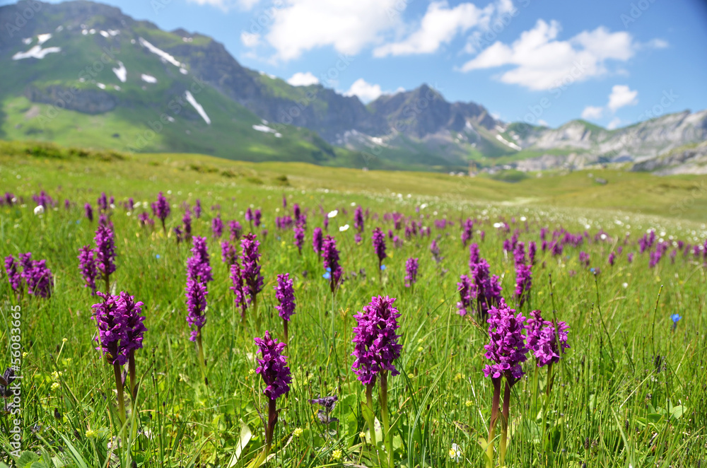 Wild orchids in an Alpine meadow. Melchsee-Frutt, Switzerland