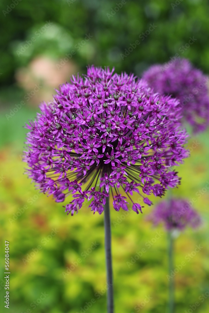 fleur d'allium ail bleu fleur d'allium ail bleu