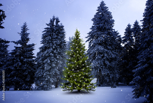 Weihnachtsbaum im Wald