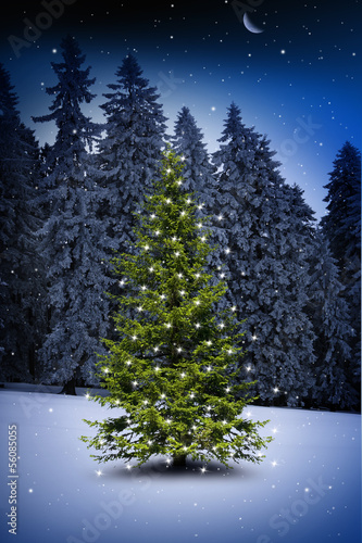 Weihnachtsbaum im Wald