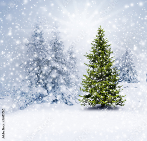 Weihnachtsbaum im Wald