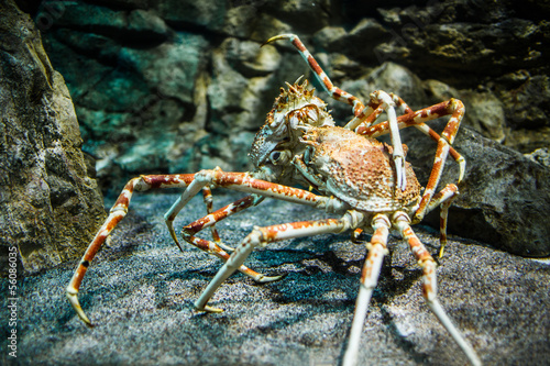 Photography Japanese spider crab - (Macrocheira kaempferi)